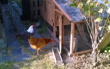 Poules dans leur foyer